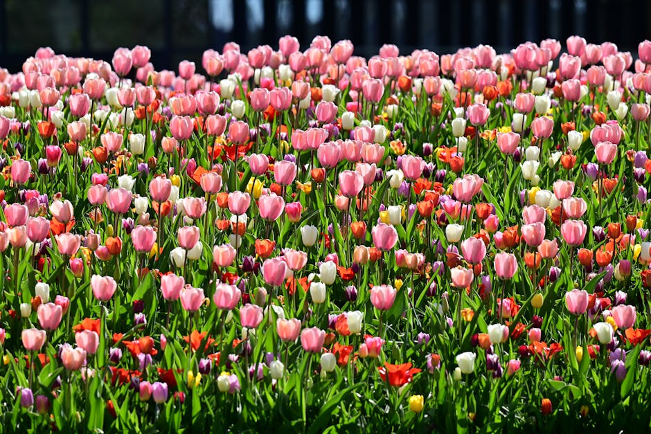 A dense field of tulips featuring pink, white, orange, red, and purple flowers with vibrant green leaves and stems. The tulips are evenly distributed across the scene, creating a colourful and lively floral display. In the background, there is a dark area, possibly a shaded section or a boundary line, which contrasts with the bright flowers in the foreground. The overall setting appears to be outdoors in a garden or park environment, with natural daylight illuminating the blossoms. This image captures the beauty of springtime flora, which could be relevant to topics related to home and garden care, outdoor spaces, or floral arrangements for house removals or packing. Removal Van Holland Park may use such images to evoke a sense of freshness and renewal in the context of house relocations and furniture transport, emphasizing careful handling of personal items in the moving process.